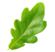 oak leaf